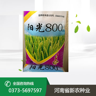 陕西高产小麦种子