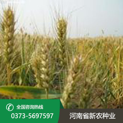 陕西小麦种子产品