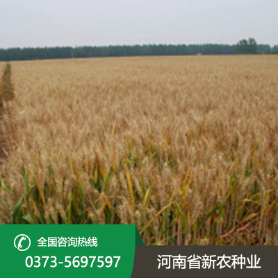 陕西2023年小麦种子价格表