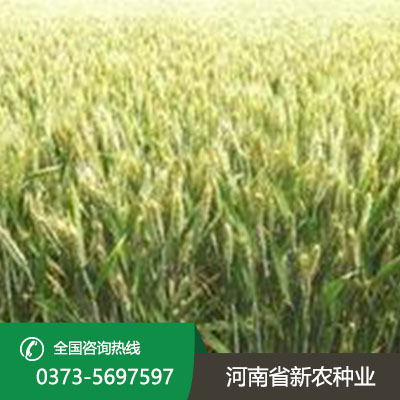 陕西小麦一亩地用多少种子