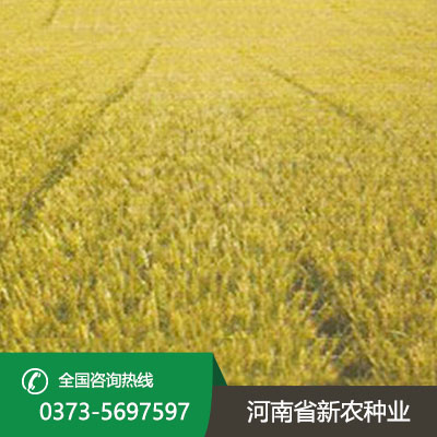 陕西亩产1000公斤的小麦