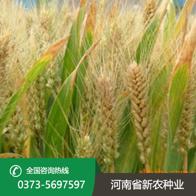 陕西今日小麦价一斤多少钱