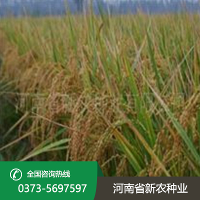 陕西水稻种植