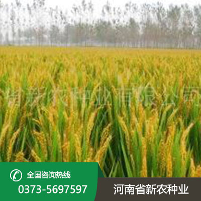 陕西水稻种子产品