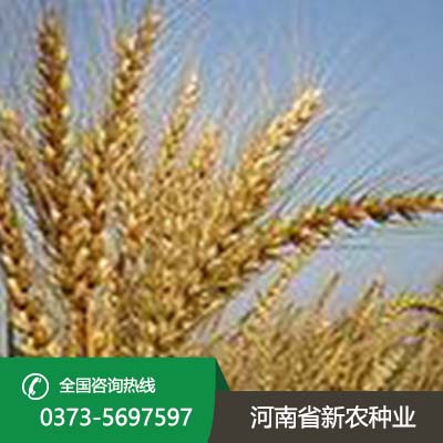 陕西小麦种子品种