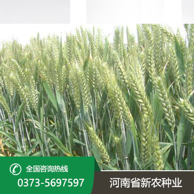 陕西小麦种子厂家