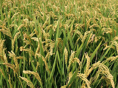 陕西阳光800水稻种子