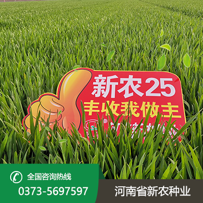 陕西新农25小麦种子