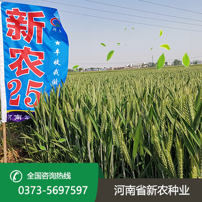 陕西新农25小麦种