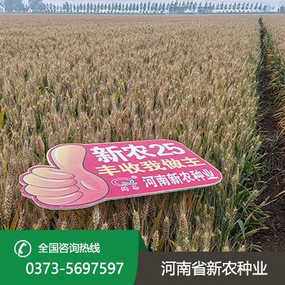 陕西超高产小麦种子