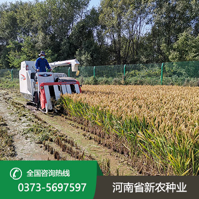 陕西常规水稻种子价格