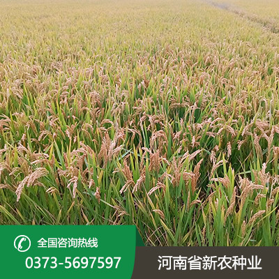 陕西常规水稻种子