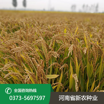 陕西旱稻种子