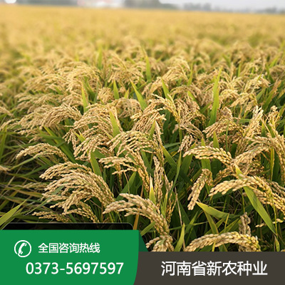 陕西麦茬旱直播的水稻品种