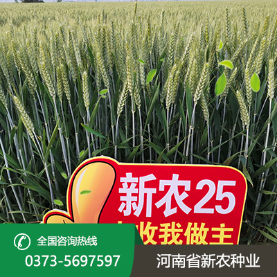陕西矮杆大穗小麦种子