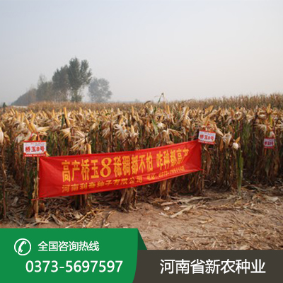 陕西适合机器收的玉米种子