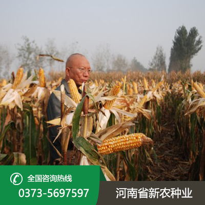 陕西直接收籽玉米价格