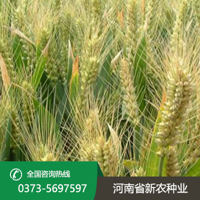 陕西小麦