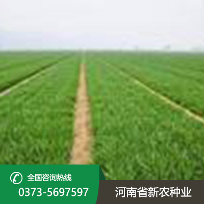 陕西小麦种子的形状