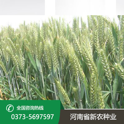 陕西小麦种子价格