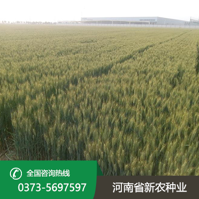 陕西水稻价格