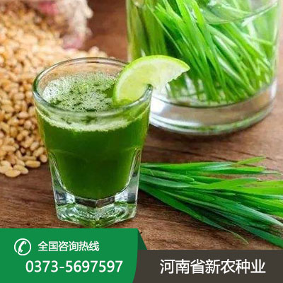 陕西青汁种子