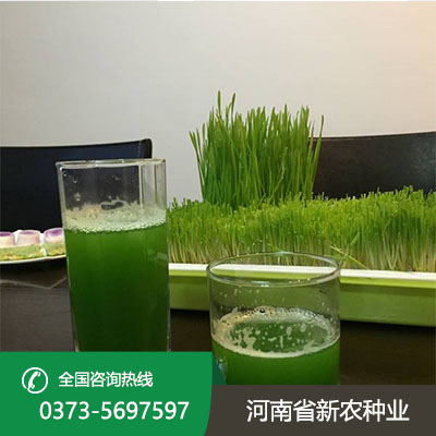 陕西青汁小麦种子怎么种