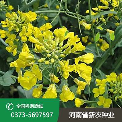 陕西油菜花种子