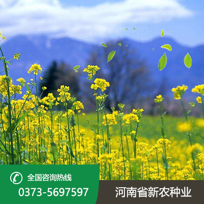 陕西油菜籽种子