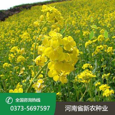 陕西油菜种子