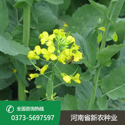 陕西杂交油菜籽种子