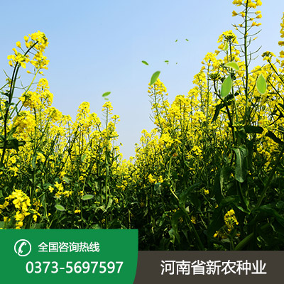 陕西杂交油菜种子