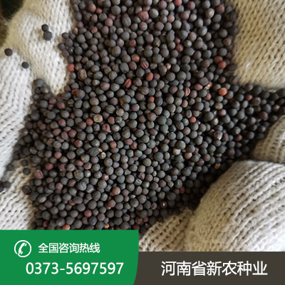陕西老油菜种子