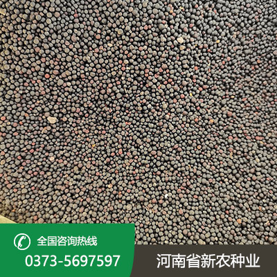 陕西春油菜种子