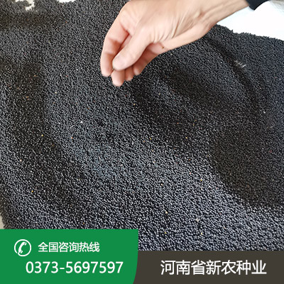 陕西天中油6号