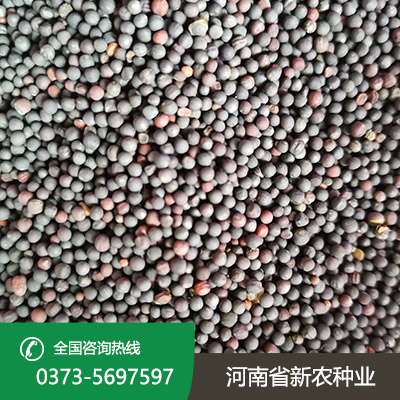 陕西天中油6号油菜籽