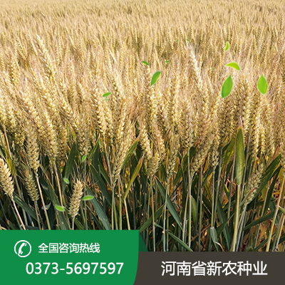 陕西才智566麦种