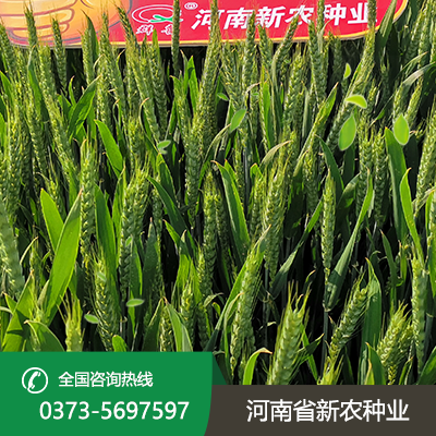 陕西抗旱小麦种子