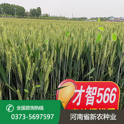 陕西抗倒伏小麦种子