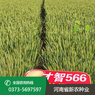 陕西抗冻小麦种子