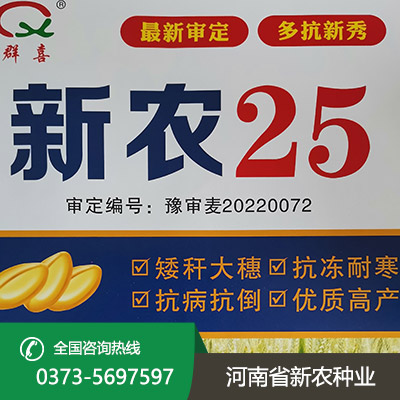 陕西矮秆大穗小麦种子