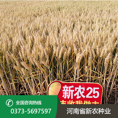 陕西麦种