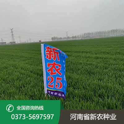 陕西小麦种子报价