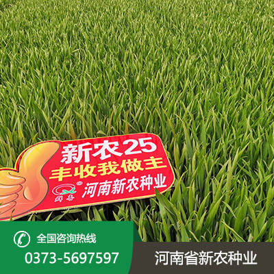 陕西丰产小麦种子