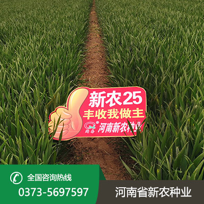 陕西高产小麦种子