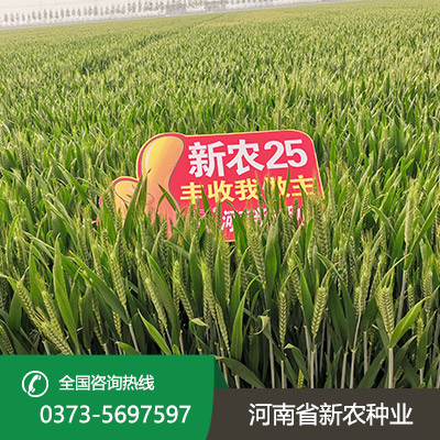 陕西小麦种子批发价格