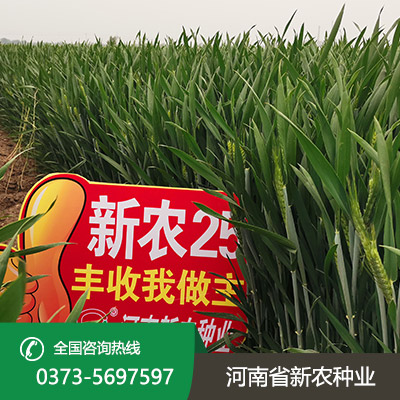 陕西小麦种子怎么种