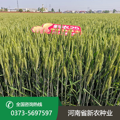 陕西小麦种子批发