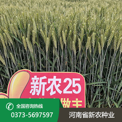 陕西小麦种子售价
