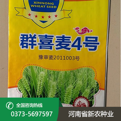 陕西群喜麦4号小麦种子
